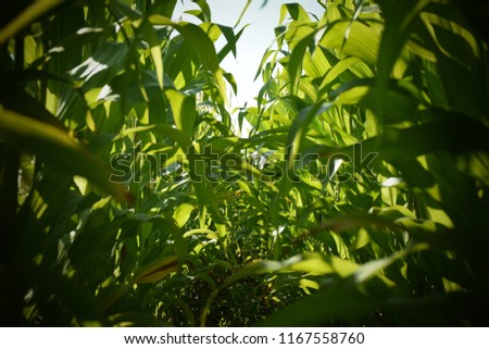 Immature Corn Plant With Green Leaves. Stock Photo