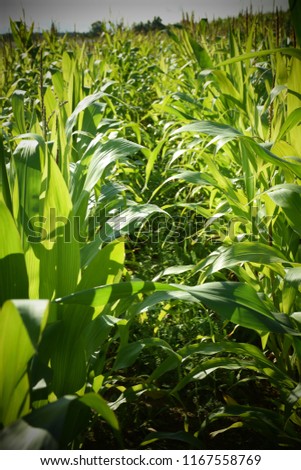 Immature Corn Plant With Green Leaves. Stock Photo