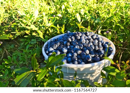 Fresh Picked Organic Wild Blueberries in container among bushes, close up Royalty-Free Stock Photo #1167564727