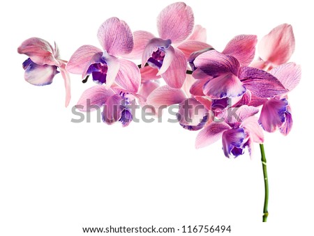 orchid isolated on a white background , (phalaenopsis) Royalty-Free Stock Photo #116756494