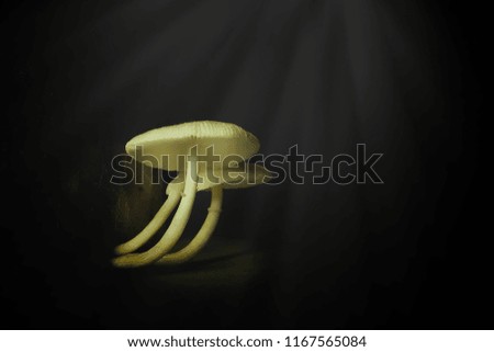 Mushrooms light 