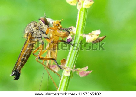 Robber Fly Asilidae Eat