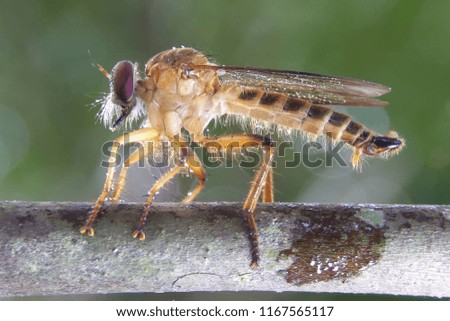 Robber Fly Asilidae