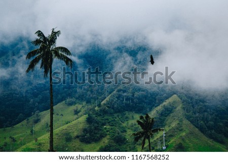 Cloudy landscape in cocora valley full of palm trees in Colombia