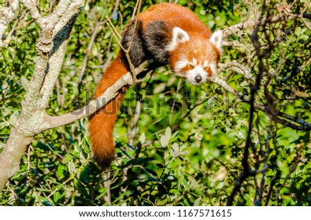 A panting red panda in a tree