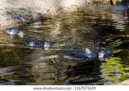 Cute little penguins swimming in a lake
