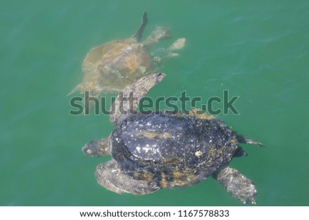 Two sea turtles swim off the coast of Peru