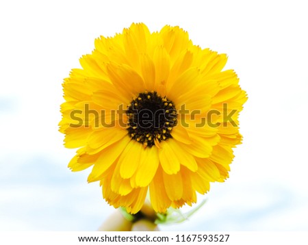 Orange calendula flowers. Blooming marigold flowers.Calendula on the sunny summer day. Close up.Medicinal herbs. Summer flower background. field of blooming yellow flowers.garden background.