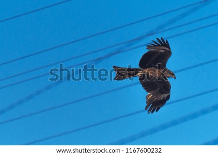 Urban Wildlife Concept: Black Kite (Milvus Migrans) Spread Wings Flying Above Wires In The City