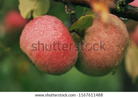 Horizontal closeup image with selective focus and beautiful bokeh of a red ripe juicy apple fruits covered with dew hanging on the branch at organic local farm