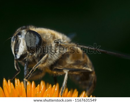 Outdoor photography of a flower fly.