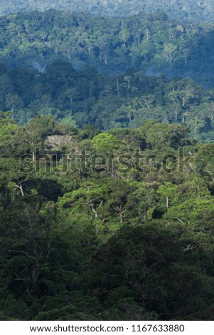 Aerial view evergreen forest in morning light. Scenery ancient tropical forest, shadow and mist. Green and lush canopy in rainy season. Khao Yai National Park. UNESCO World Heritage Site. Thailand.