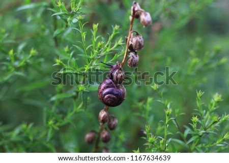 snail sits on a dry twig on a background of green grass