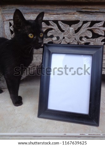 Cute and beautiful cat photo frames