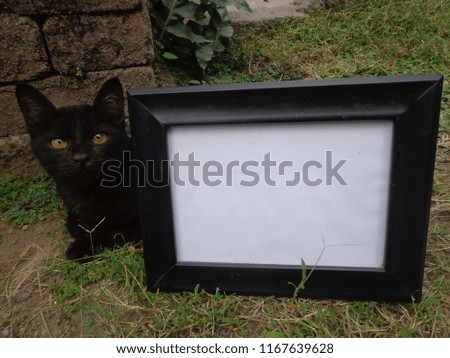 Cute and beautiful cat photo frames