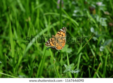Orange butterfly sitting on a flower on a grass background