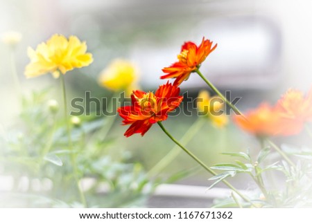 Flower in front of house