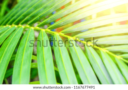 Closeup nature view of green palm leaves in garden at summer under sunlight. Natural green plants landscape using as a background or wallpaper.
