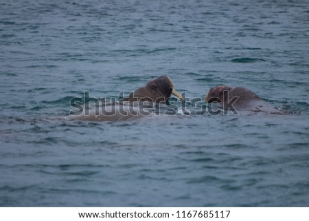 Walrus playing in the water near Svalbard, Norway