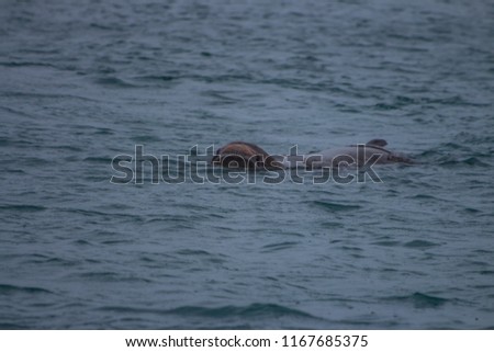 Walrus playing in the water near Svalbard, Norway