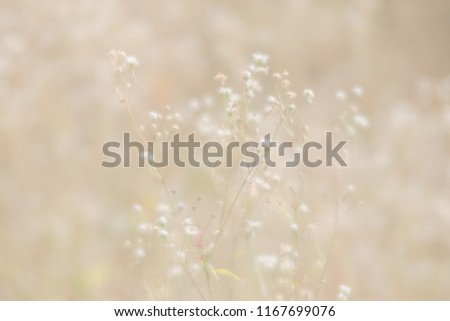 Soft focus blurred image of nature background. Grass and wild flowers on the field on a summer day in the sunlight. Dreamy beautiful background