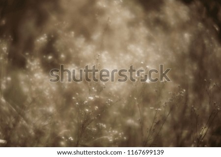 Soft focus blurred image of nature background. Grass and wild flowers on the field on a summer day in the sunlight. Dreamy beautiful background