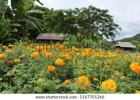 calendula and Yellow flower in garden