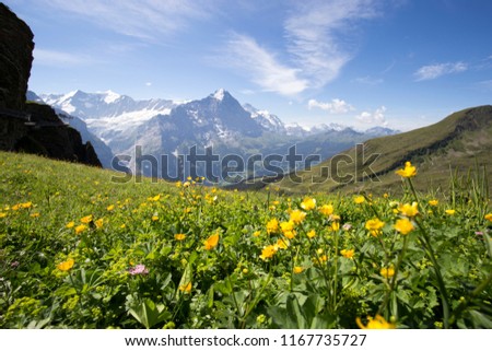 Alpine flowers, switzerland
