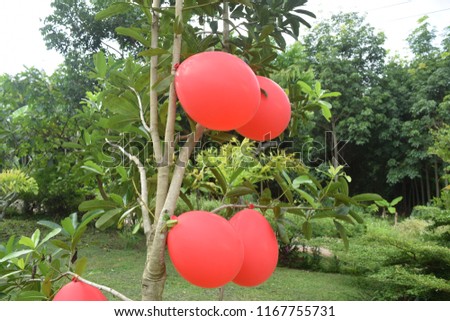 this pic show the red balloon on the tree at the garden.