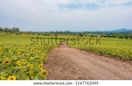 Empty dirt road through sunflowers field with blue sky background.