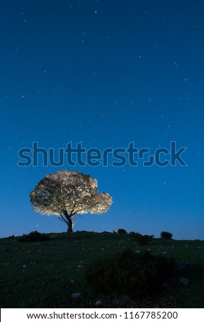 Night landscape, oak, stars, clouds, silhouette