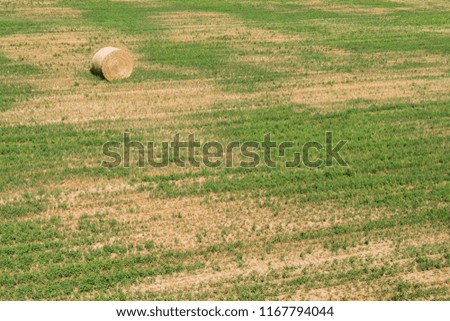 Roll of hay in field of wheat. Haystacks in farmland. Wheat harvest concept. Countryside on sunny summer day. Round bales of hay. Agriculture and golden meadow background.