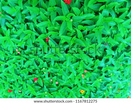The grace of green leaves. The Garden. Abstract background of Green color. 