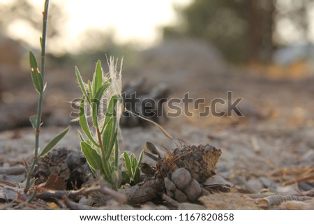 A picture at ground level. Photographed in Jerusalem Forest