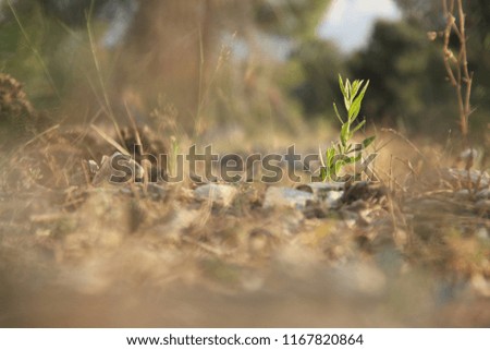 A picture at ground level. Photographed in Jerusalem Forest