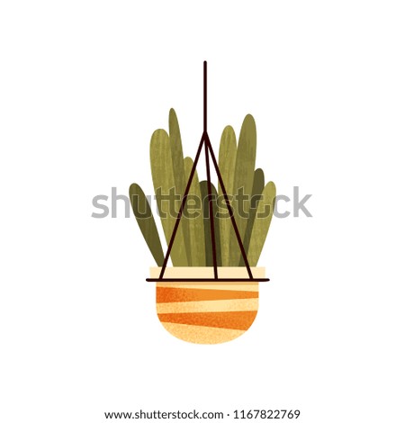 Green hanging potted cacti house plant, elegant home or office decor vector Illustration on a white background