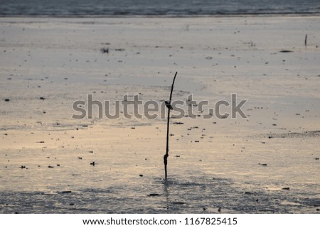 silhouette of the bird and wood at the middle of the ocean
