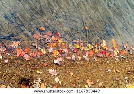 bright colored autumn leaves lie between water and a light brown sandy beach