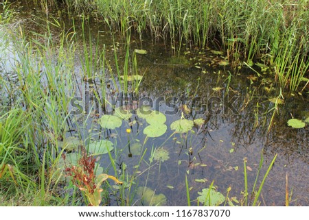 Beautifully detailed picture of a natural ditch in which the aquatic plants are clearly visible