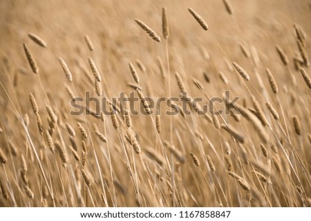 Dry Grass on the pacific coast, California, USA