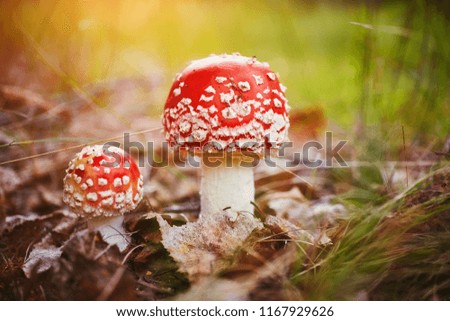 Amanita Muscaria, poisonous mushroom. Photo has been taken in th