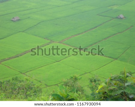 Blured bird eye view picture of beautiful green rice field, Mae Hong Son province, Thailand.