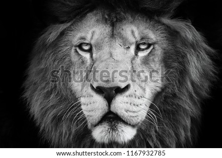 Portrait lion with black and white colour. Face lion. Lion look at the camera.Photographs from the animal world. Black and white poster high quality.