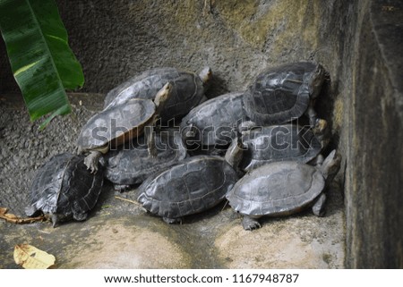 turtles go up