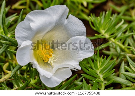 Portulaca grandiflora white flower portrait, macro photography of nature
