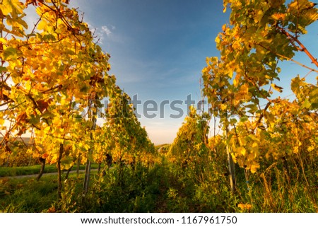 Looking down vineyard rows with changing yellow and golden leaves in autumn, traditional countryside and landscapes of beautiful Rheinhessen, Germany