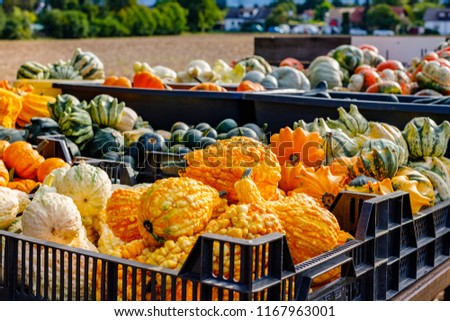 Orange, yellow, green pumpkins. Different Pumpkin Varieties. Harvest of different varieties of pumpkins sale on the market. Thanksgiving autumn background 