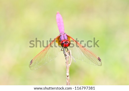 Close-up dragonfly on natural background, Thailand.