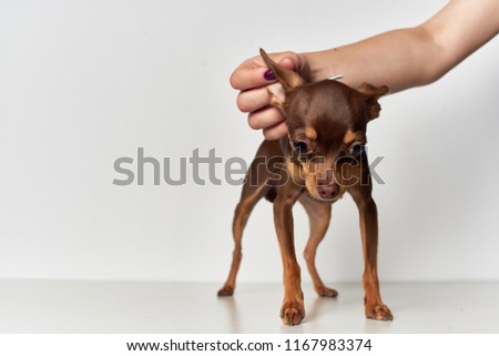  little dog thoroughbred animal                              