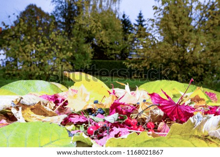 Fruits and sheets in autumn